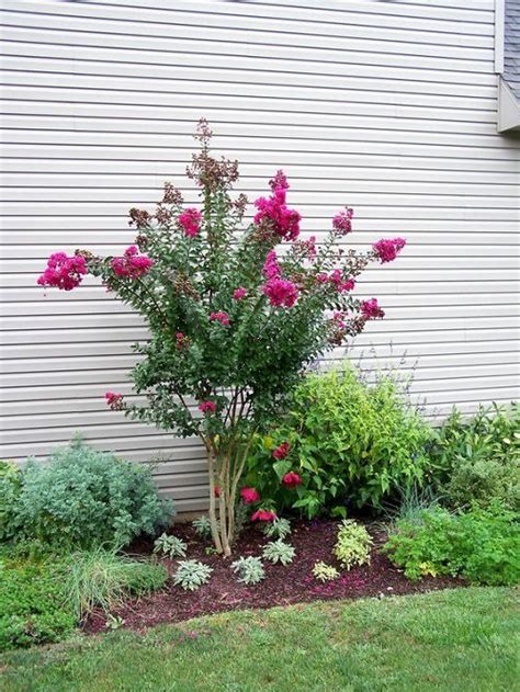 Maximizing the blooming season of magic crepe myrtles